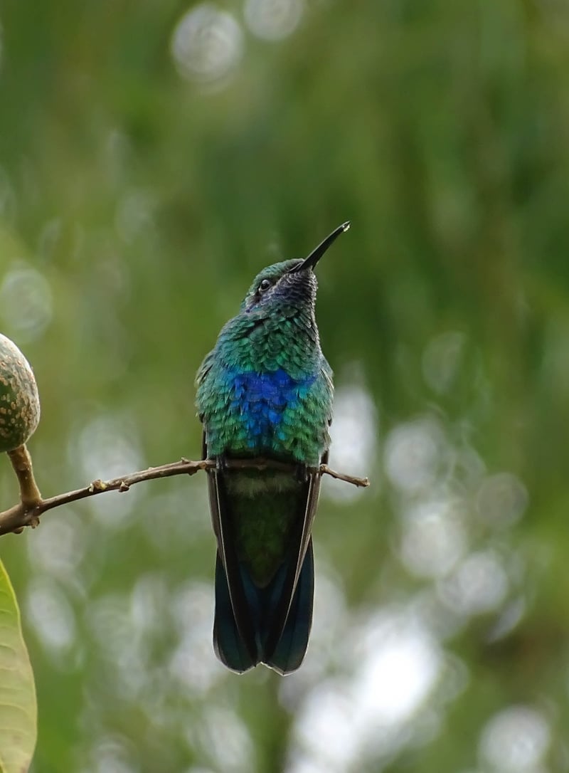 Attracting Hummingbirds