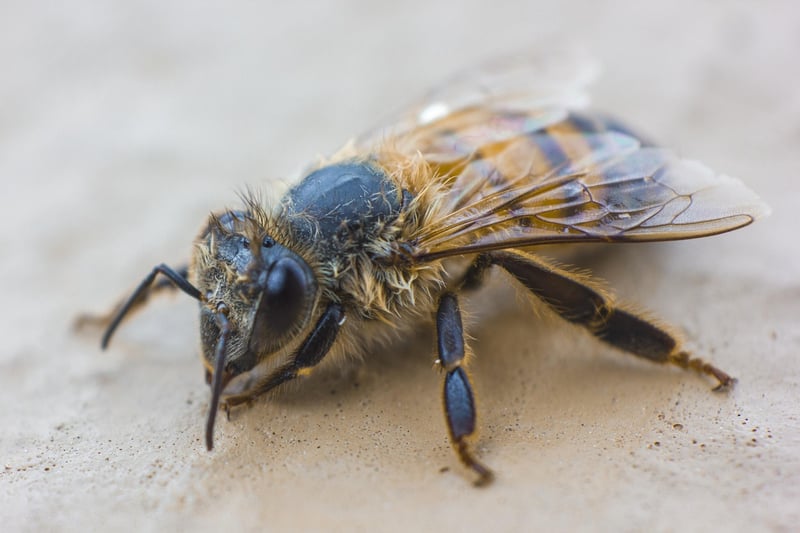 Bee Habitat Creation