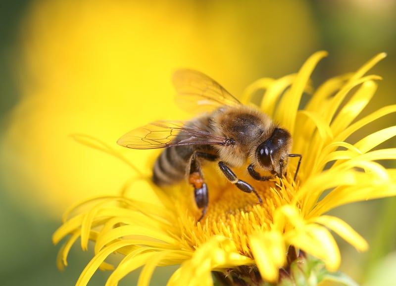 Bee on Wildflower