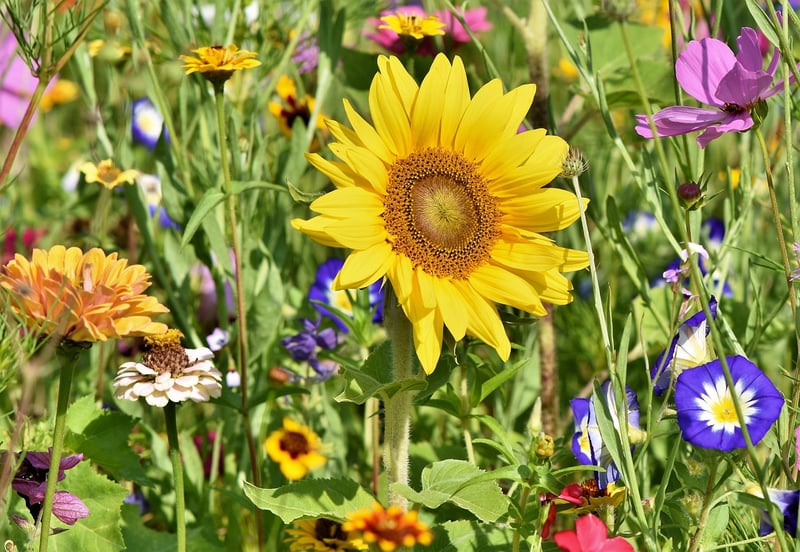 Trusty Garden Tools