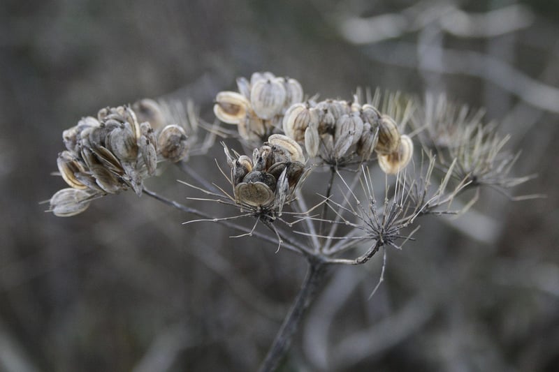 Garden Seeds