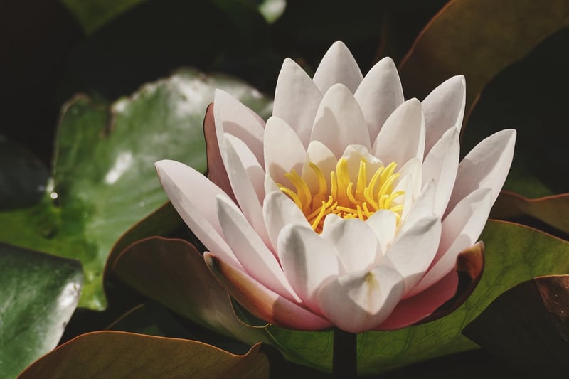 Water Lily Pond